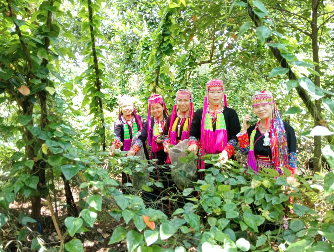 Chị Yến - Yến Lộc Rừng 2